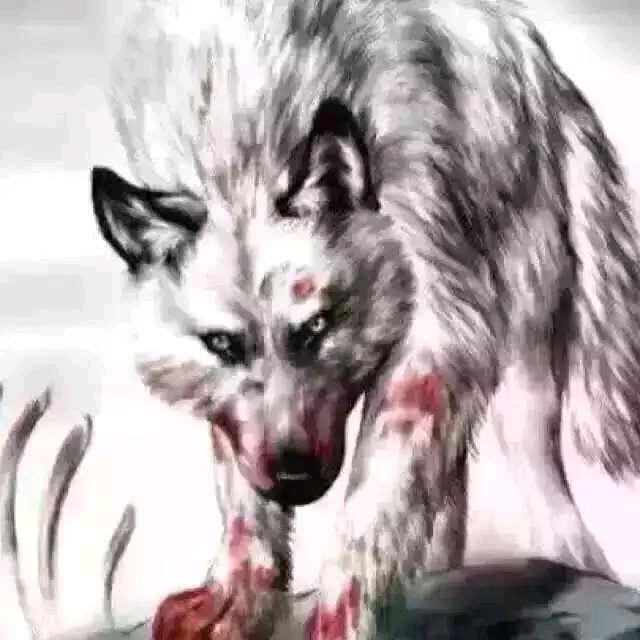 温州👑狼王👑《2》