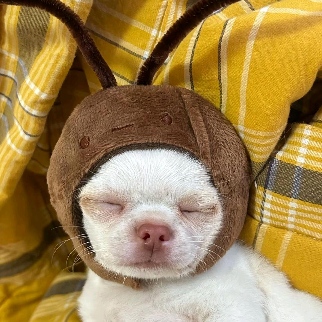 忧郁的土豆