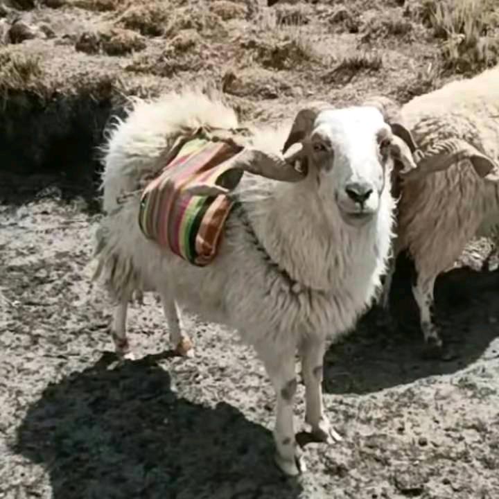 尼