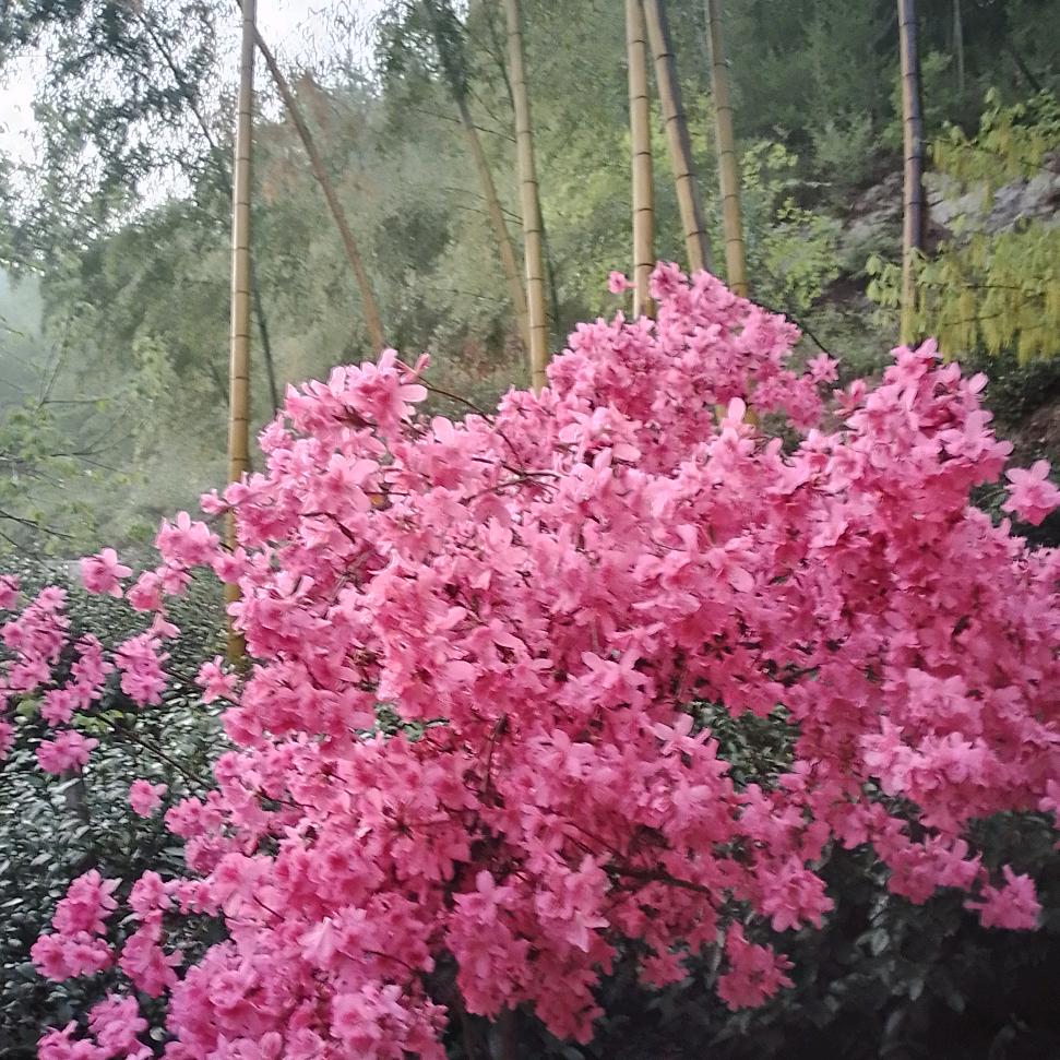 天下第一