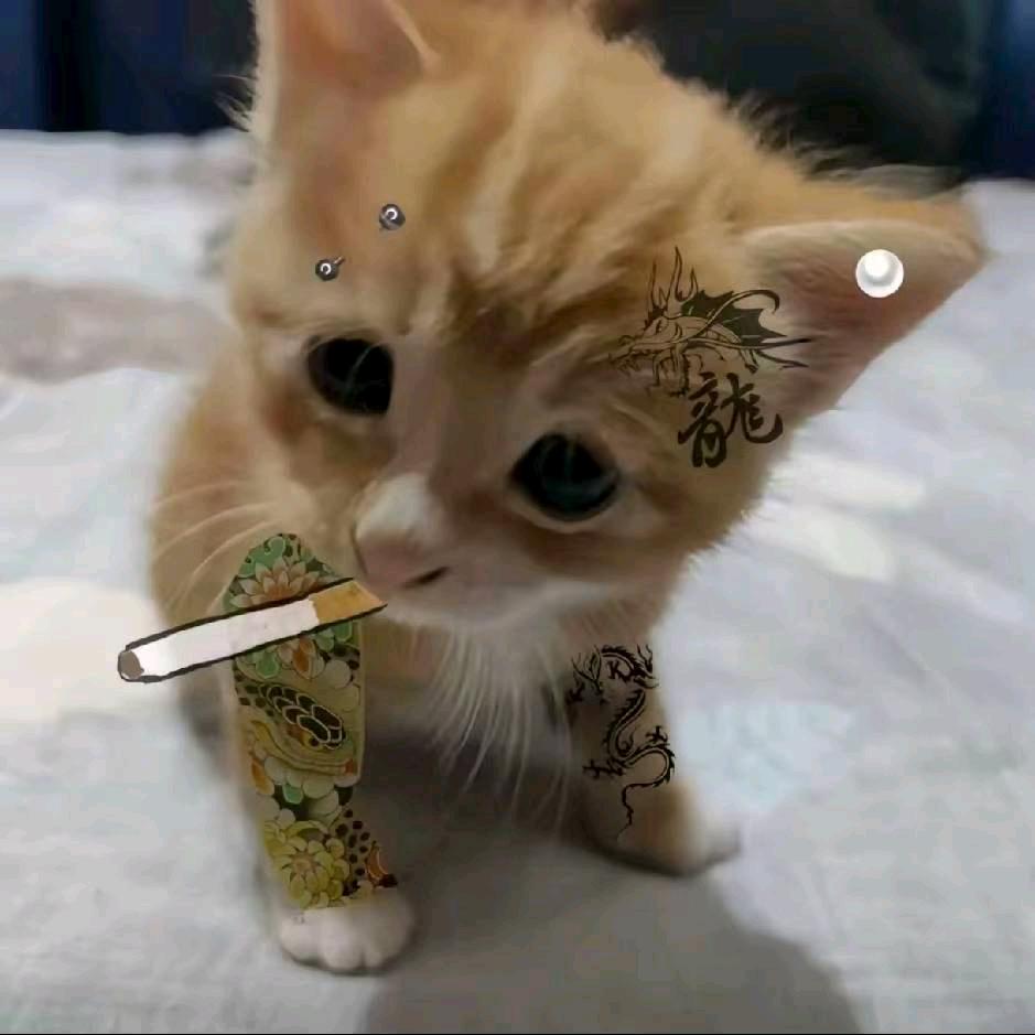 迪奥猫