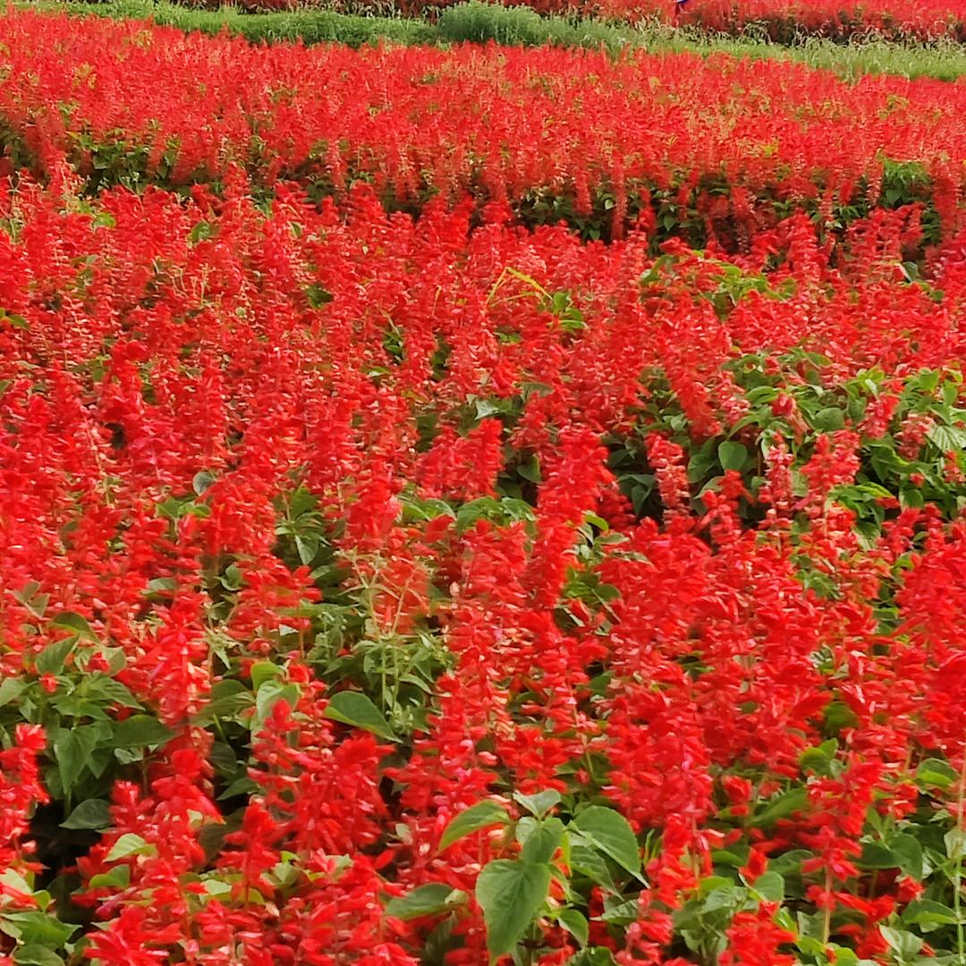 芬