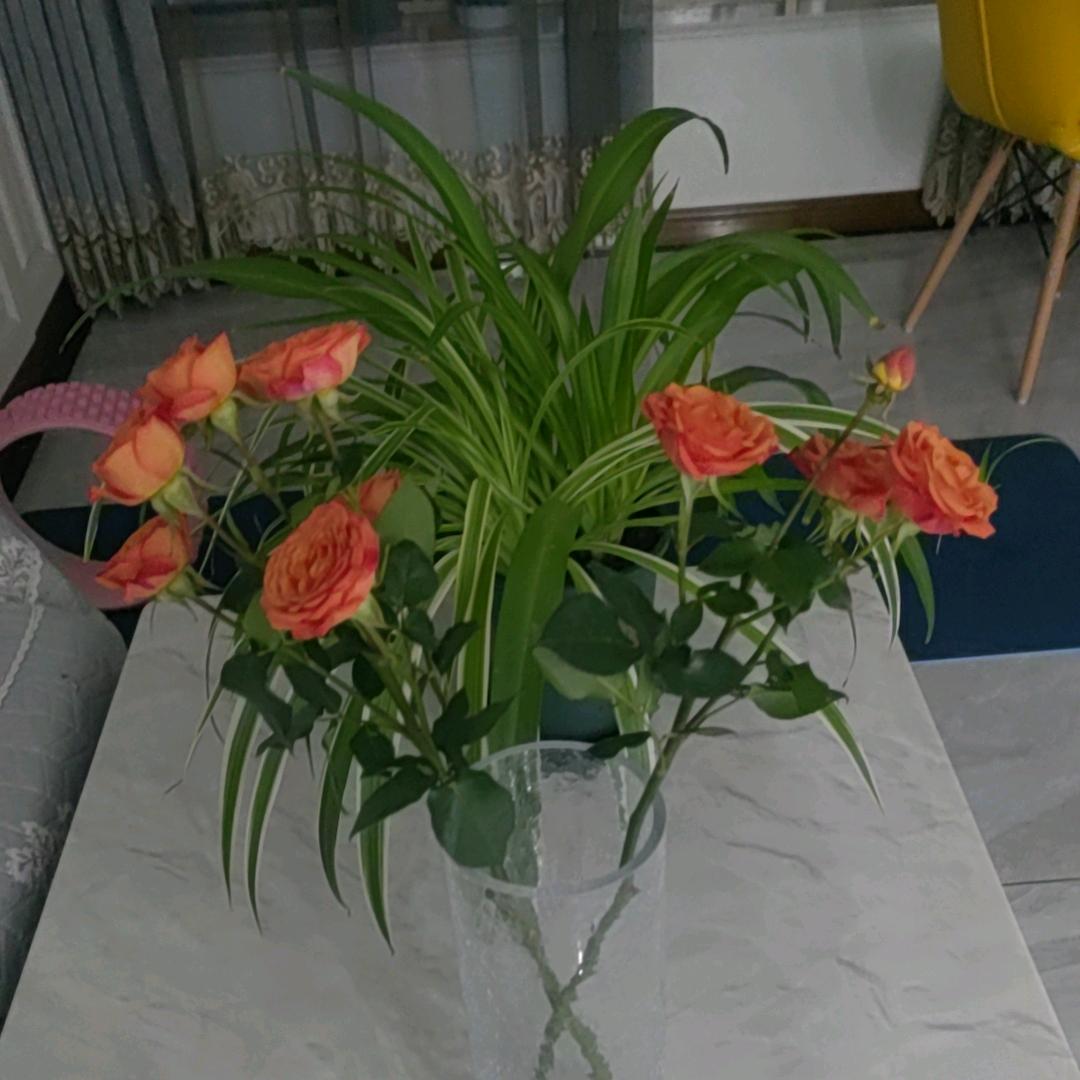 紫色蒲公英🧚‍♂️🌻
