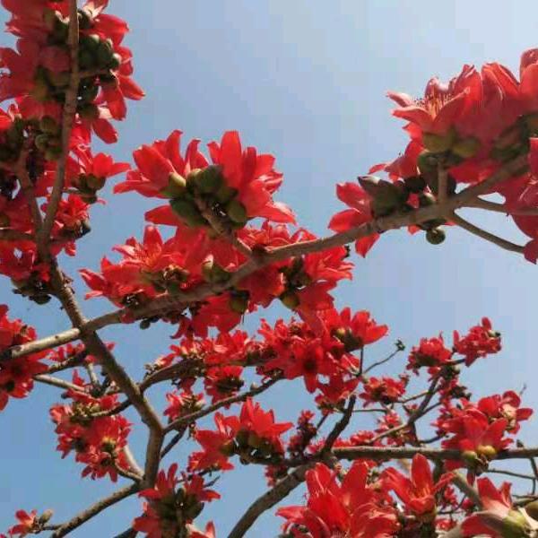 心想事成、梦想成真