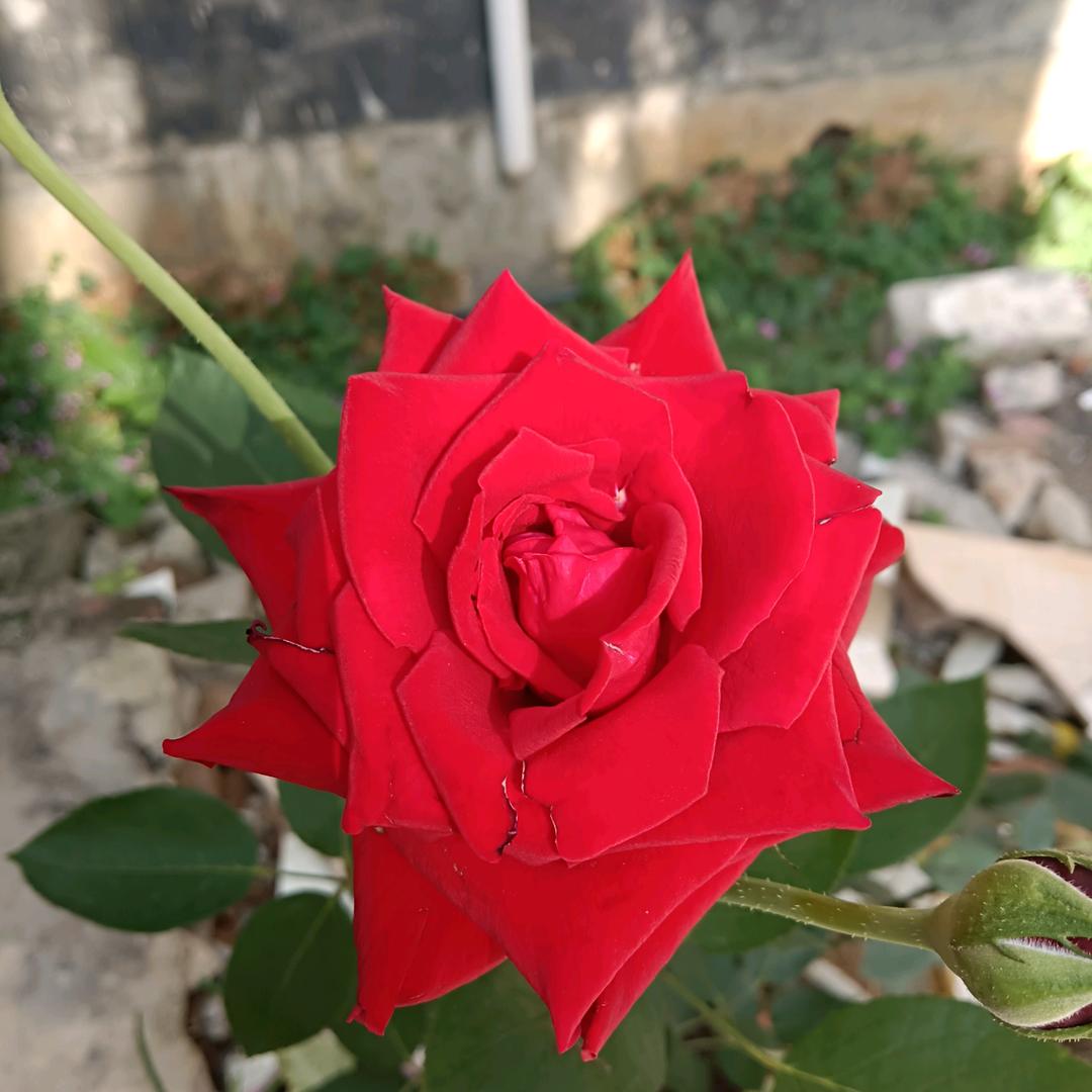 珂芯722