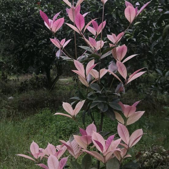 顺其自然