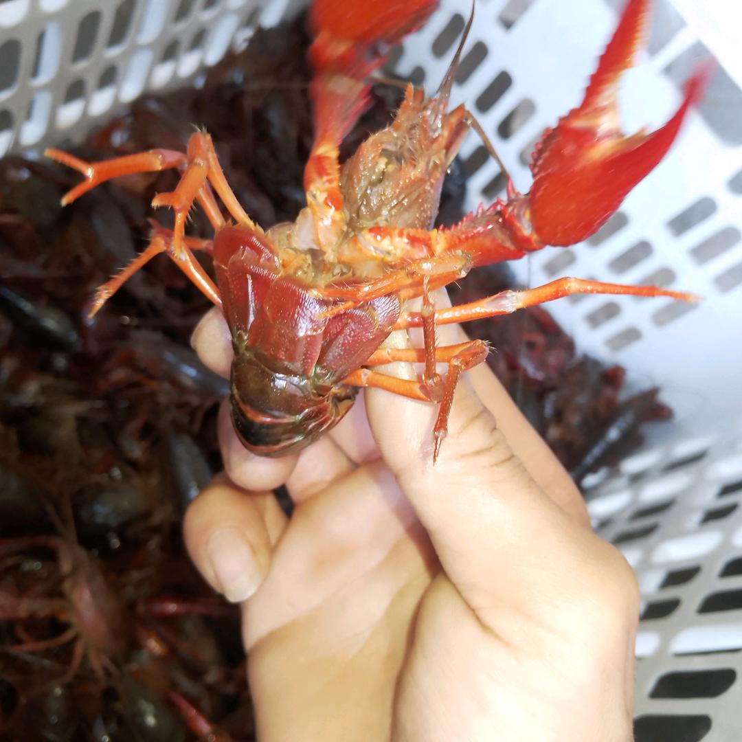 卖龙虾，牛骨头，卤味的小金