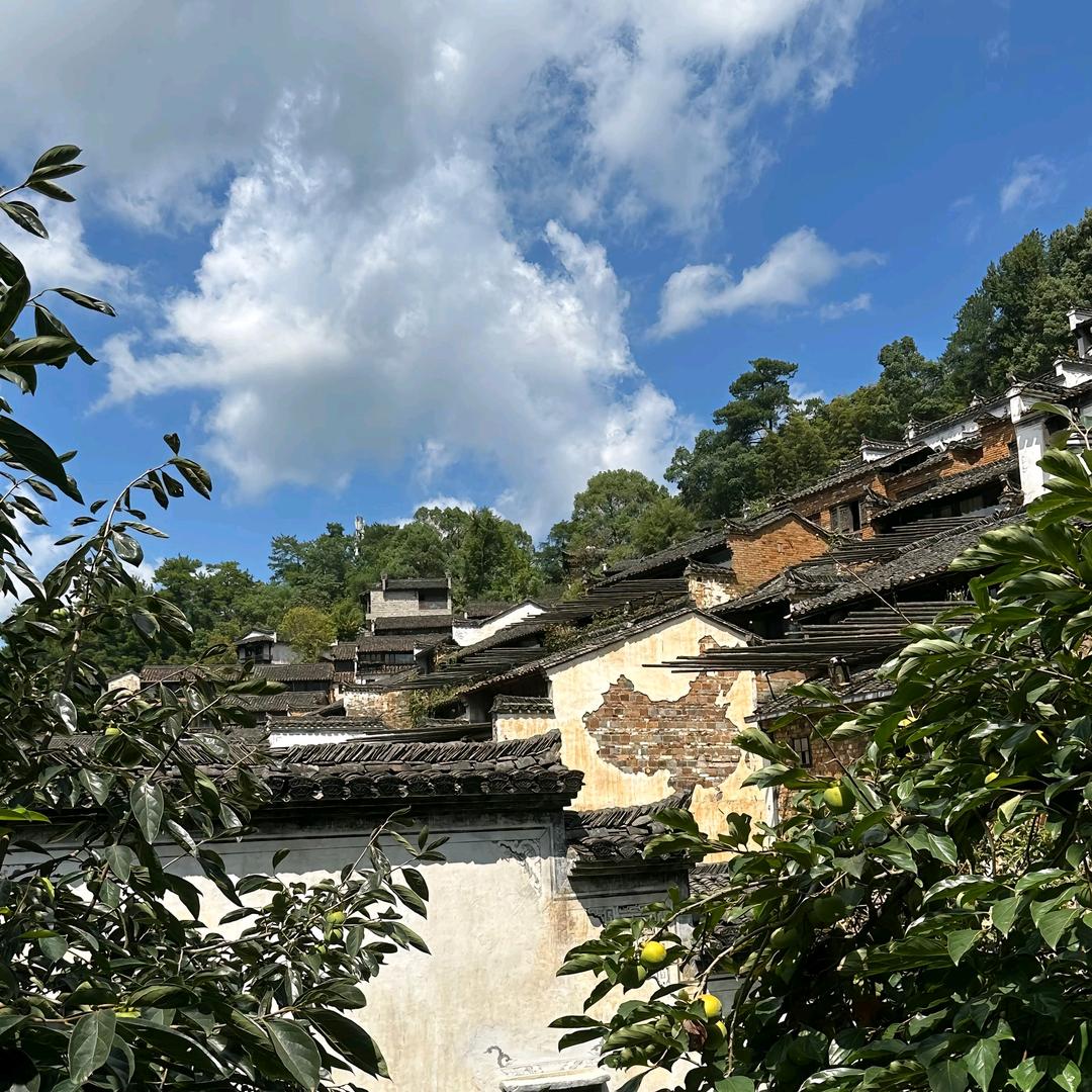 钱多是只猫呀儿