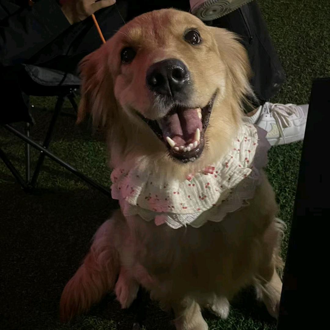 小狗日记（兰州训犬）