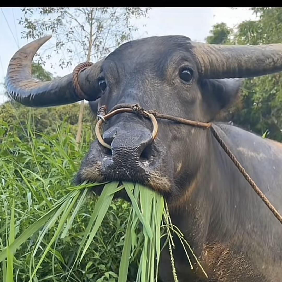小笼包（三角洲行动）