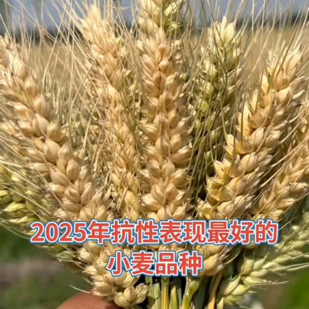 国农种业(梁)