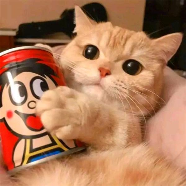 爪爪健康研究所