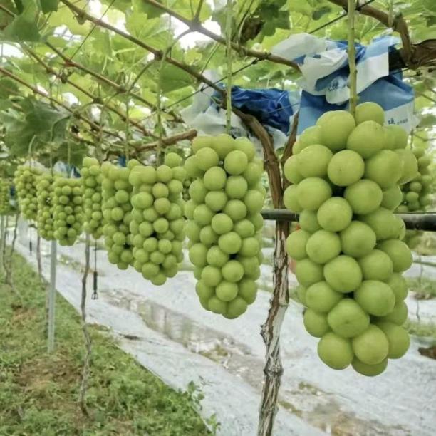 云南金剪刀专业疏果团队