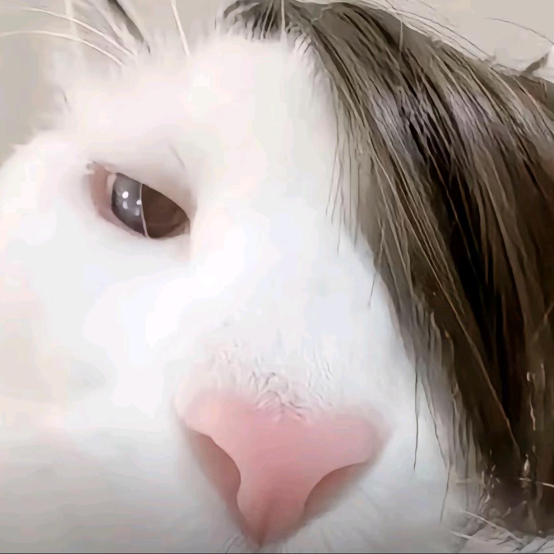 蛋清