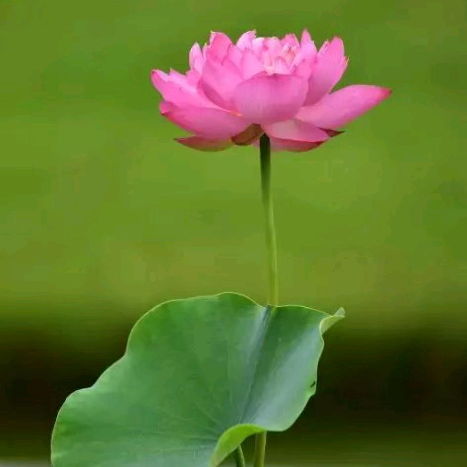春暖花开1864387076820