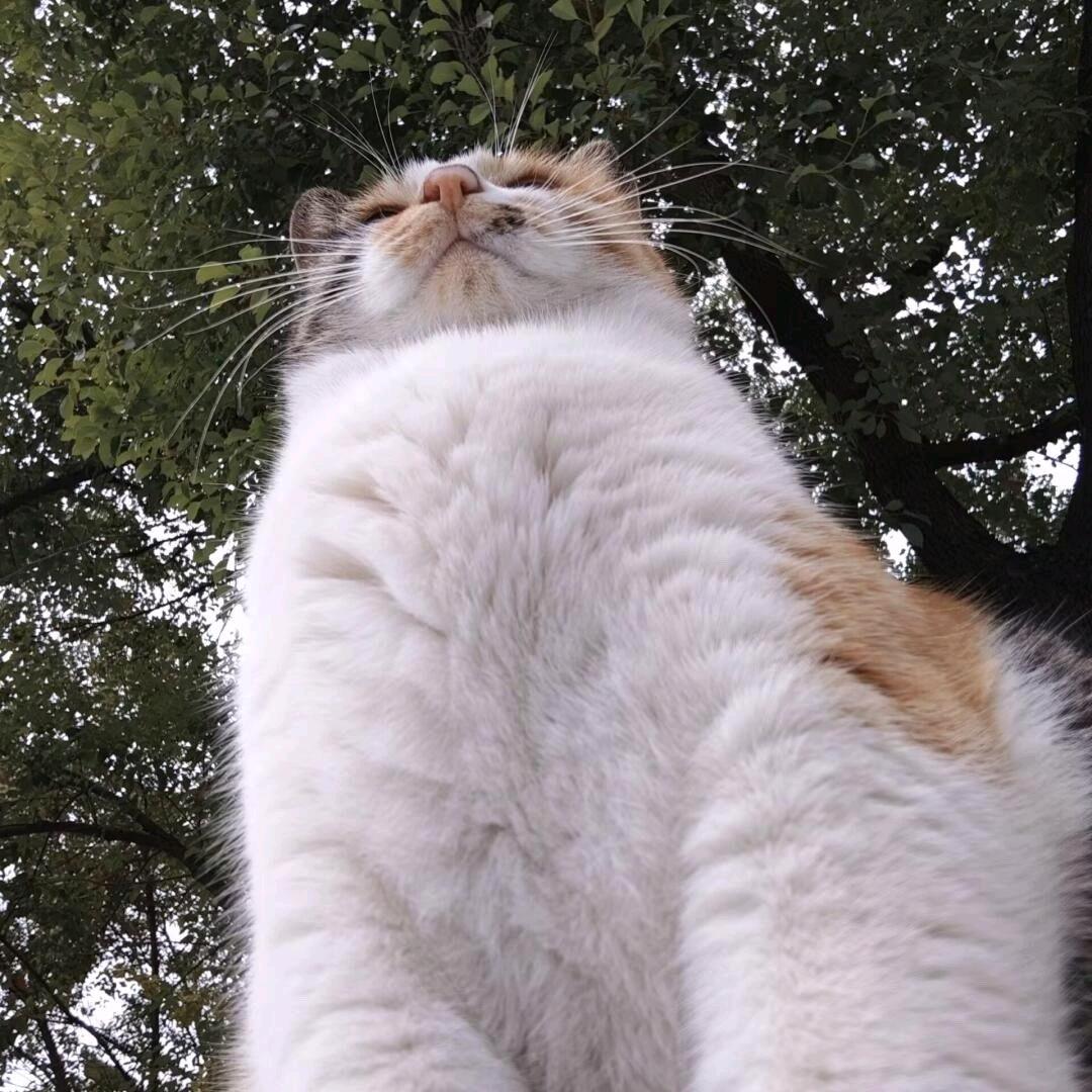 高大的咪