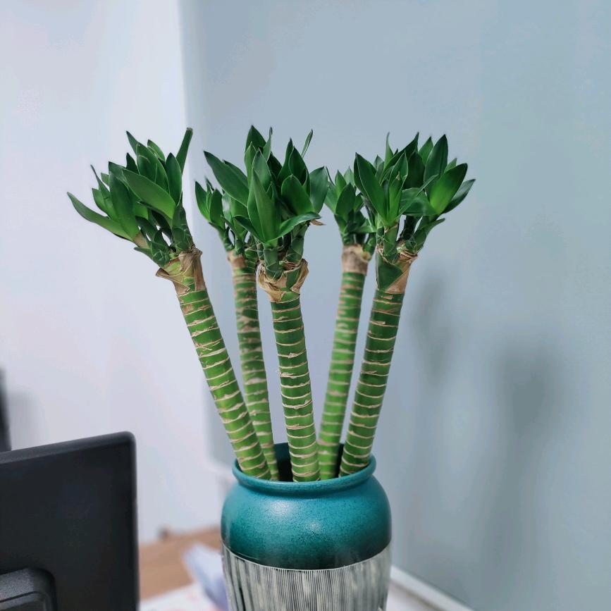 糖炒里