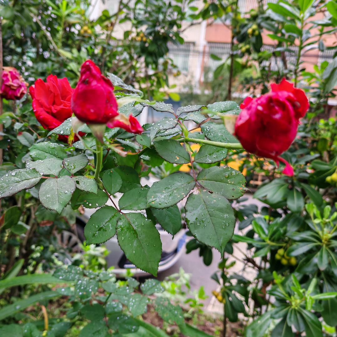 四季花开