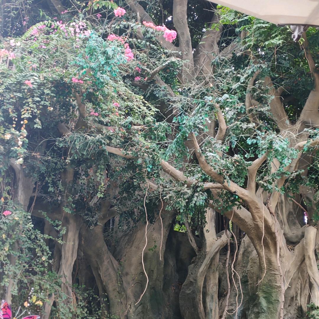顺风顺水