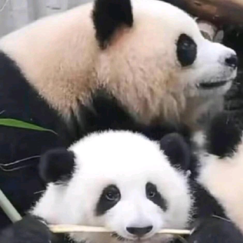 快乐一只大熊猫123