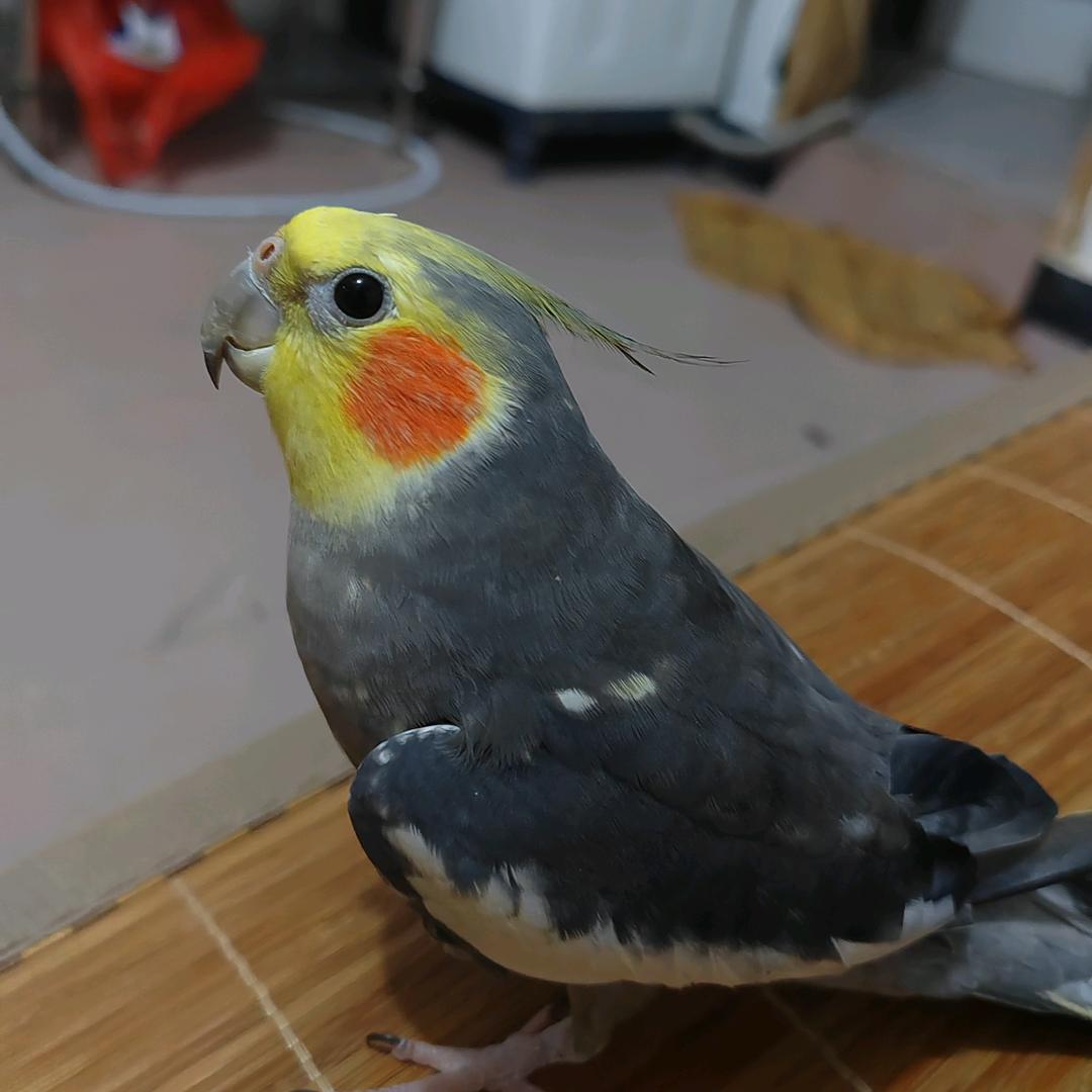 萌宠