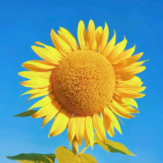 🍎越来越好🍎