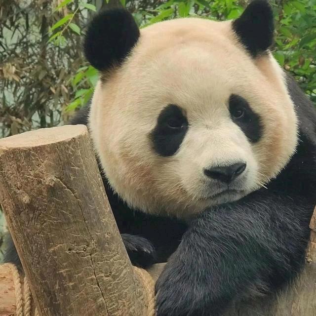 紫鑫123456
