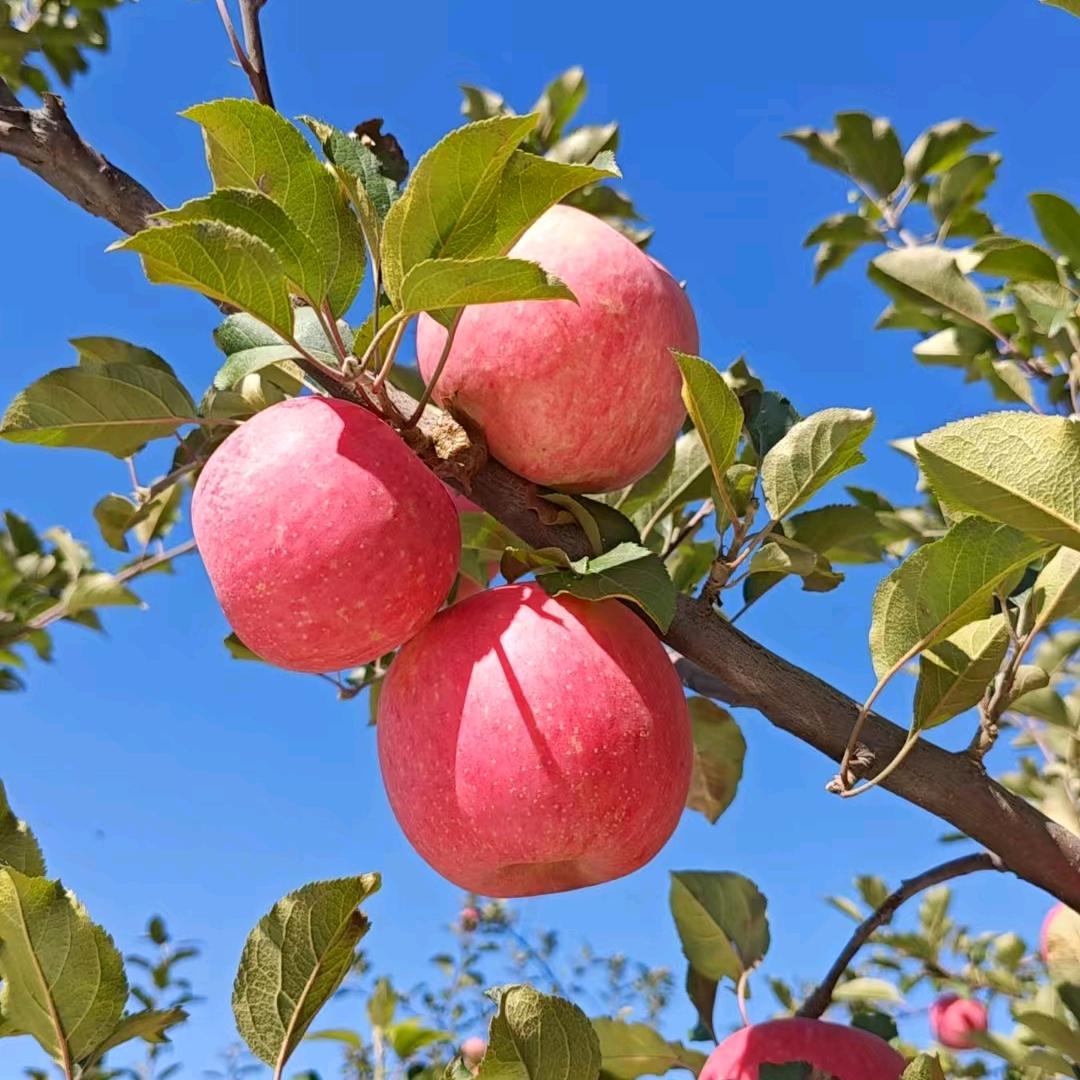 🍎陕西洛川苹果🍎