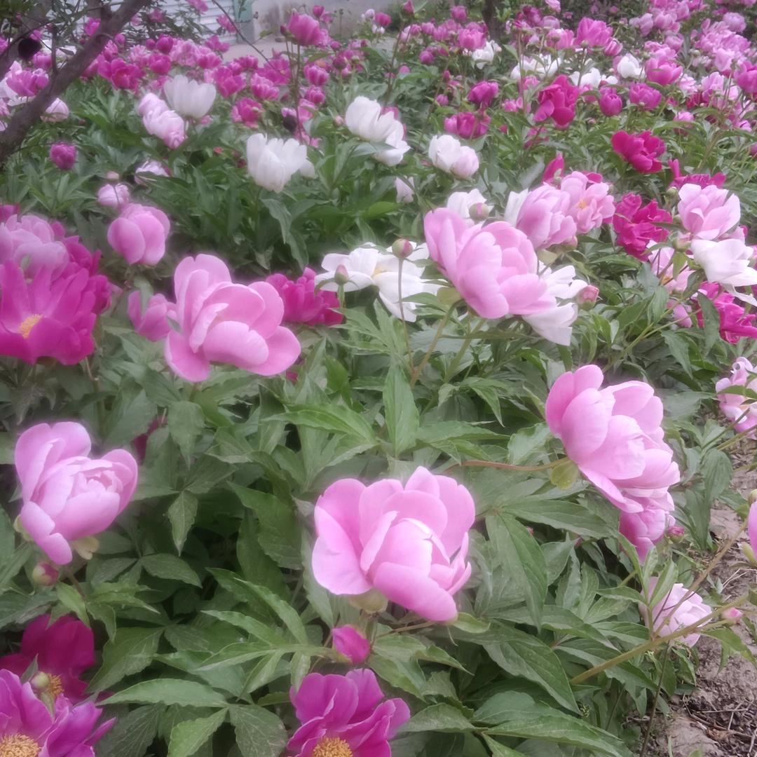 美好的一天🌷