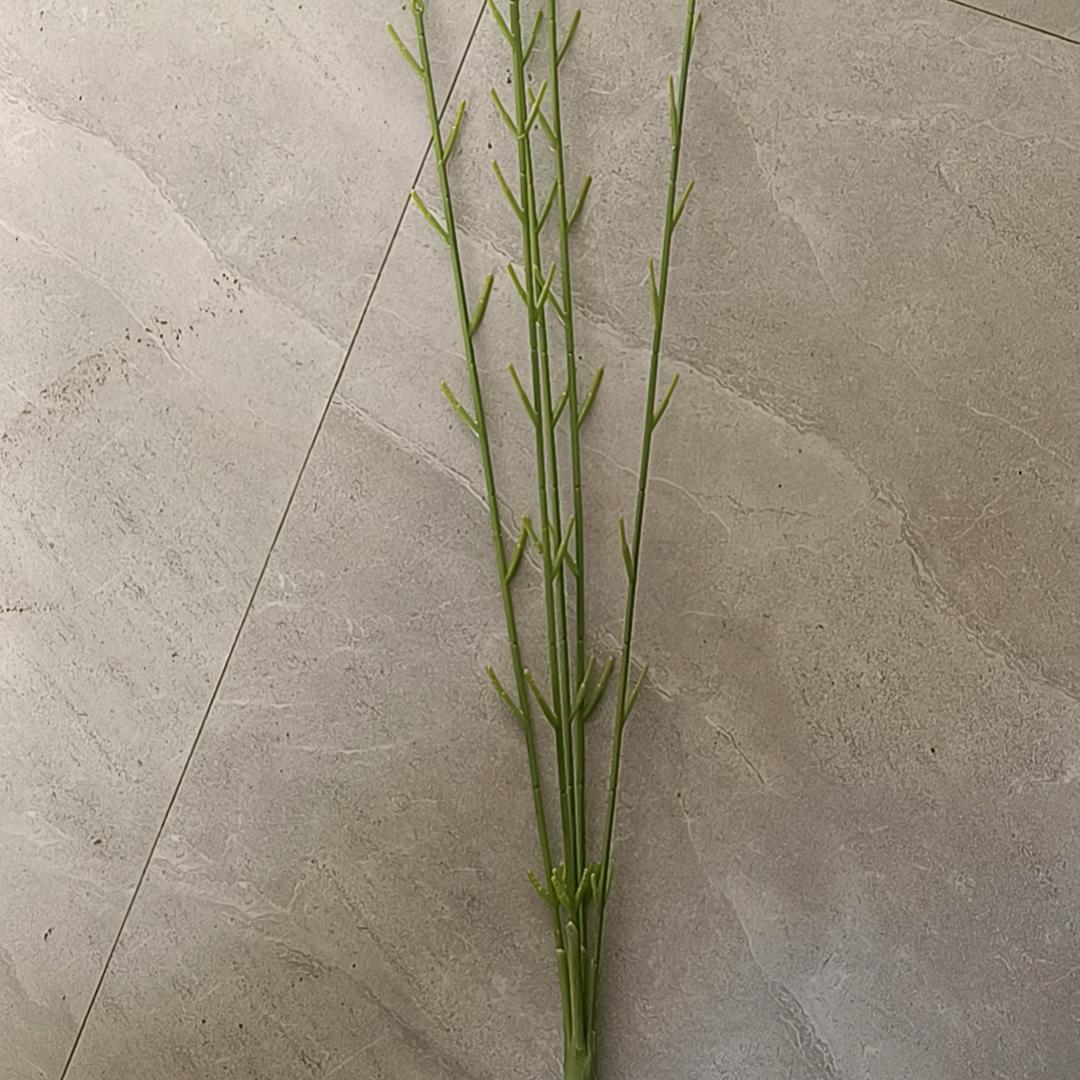 今朝工艺花枝厂