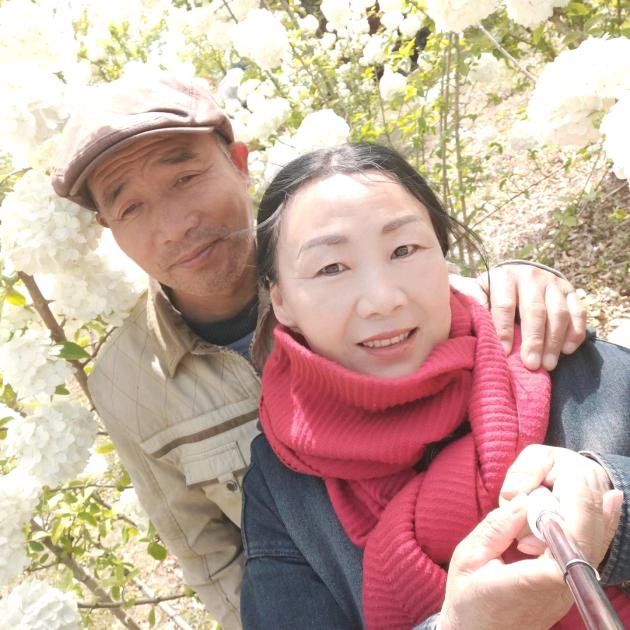 红枣树