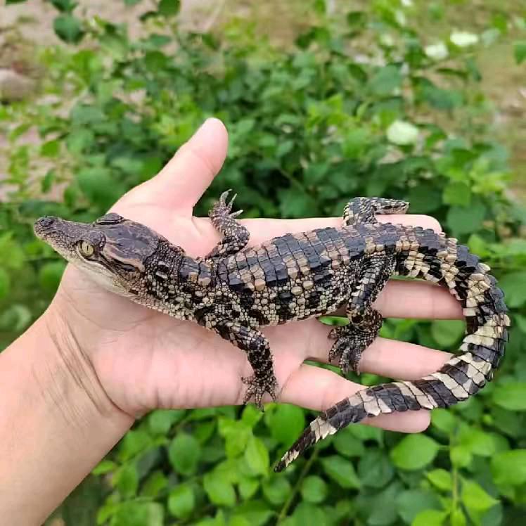 广西水产养殖鳄鱼🐊
