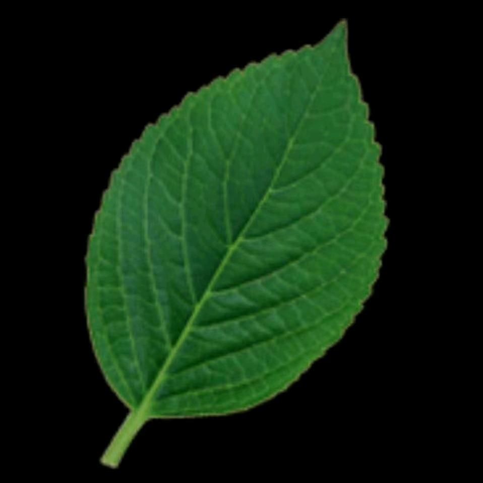 སྔོ་ལོ།