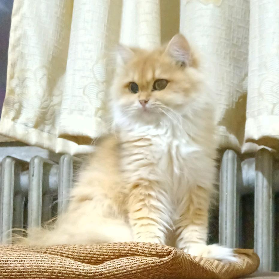 踏雪飞歌