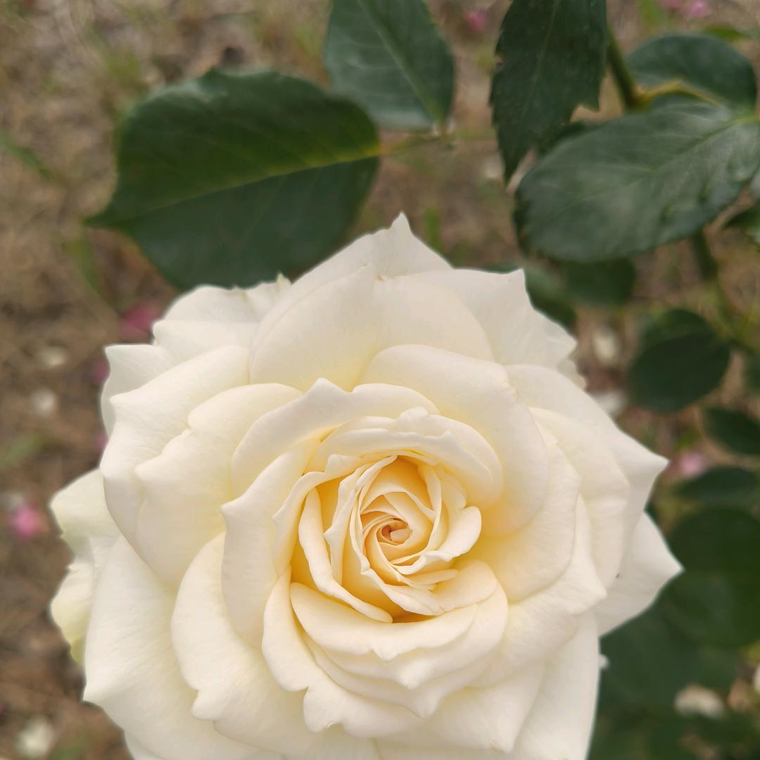 🐴⁰².₀₈李℘࿐