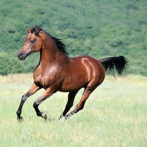 🐎孤独战马🐎