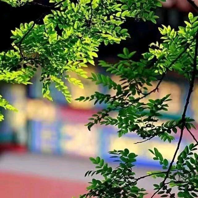 春花秋月