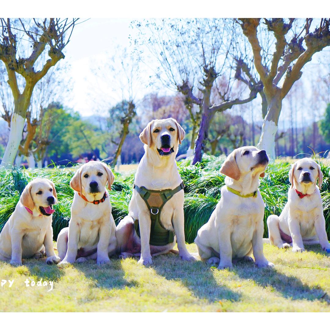 拉布拉多之家《买狗狗私聊》