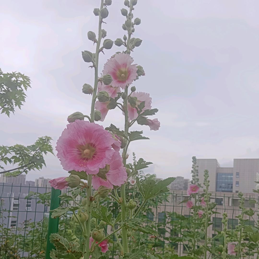 卑微的小忆