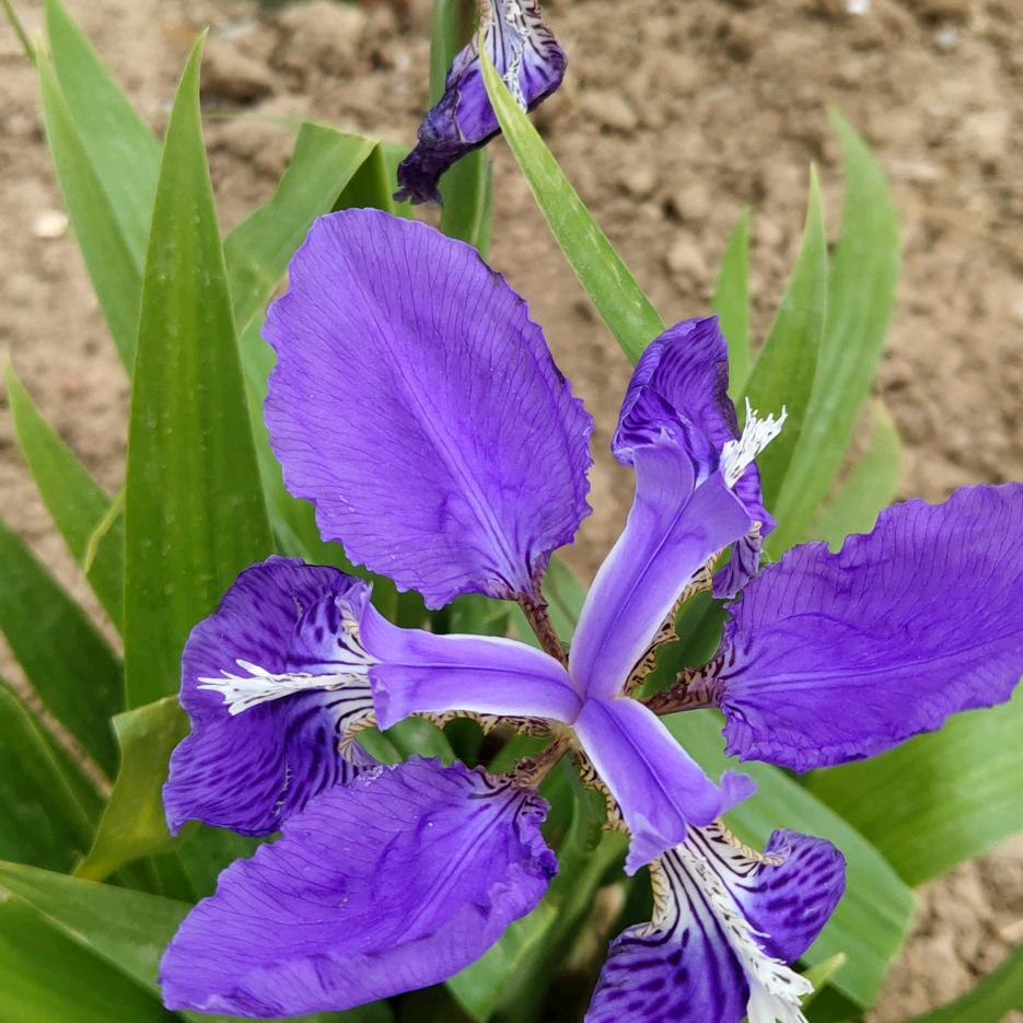 木土爽