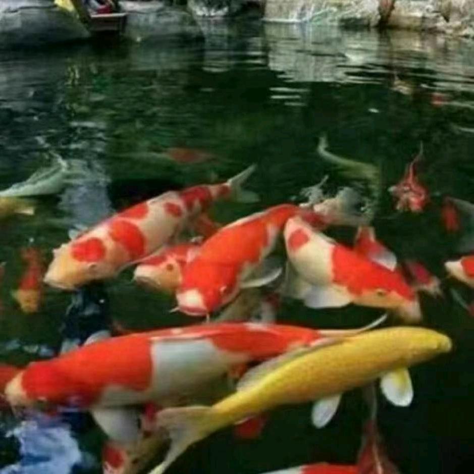 尹府水库野生鱼行
