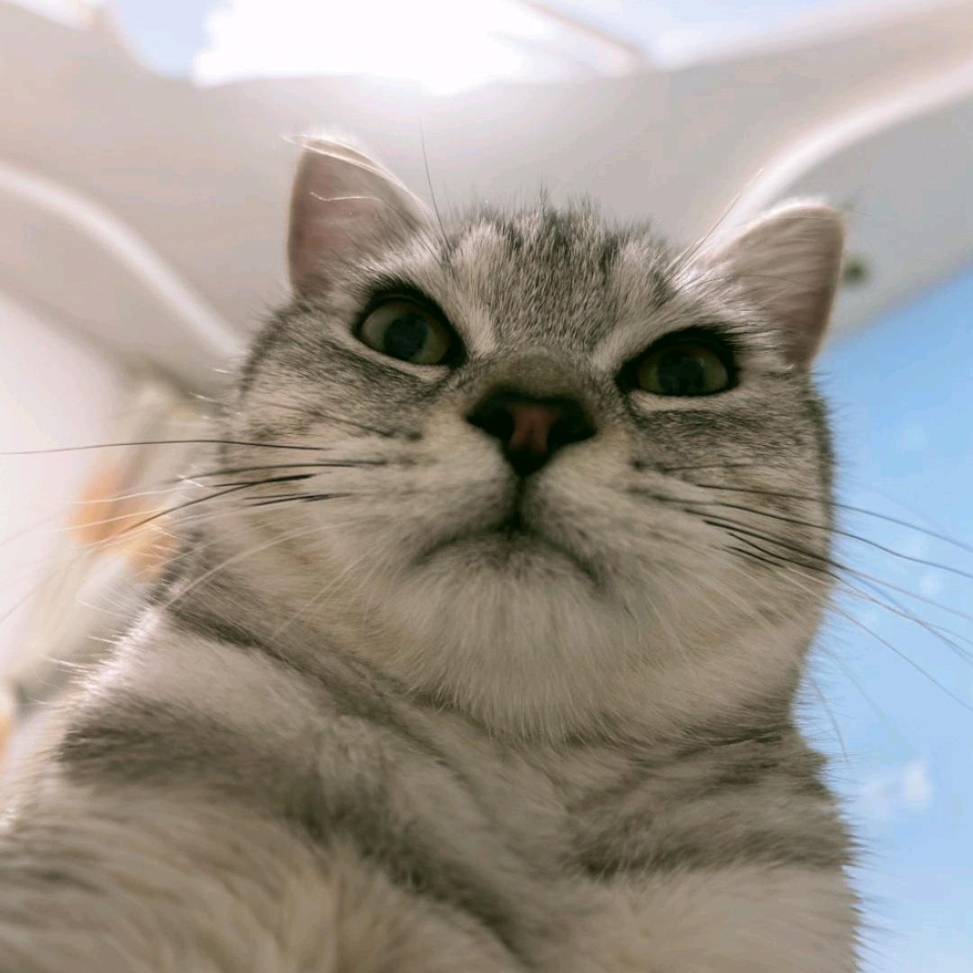 卡迪
