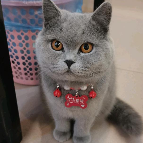 咖啡是只猫🐱