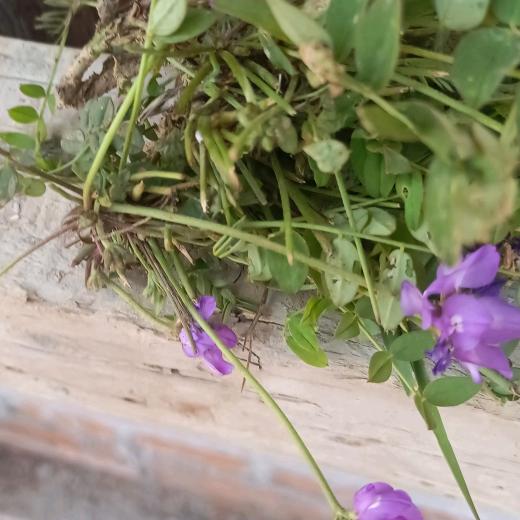 火星村！！！！许