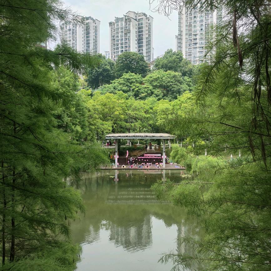 枫韵紫秋