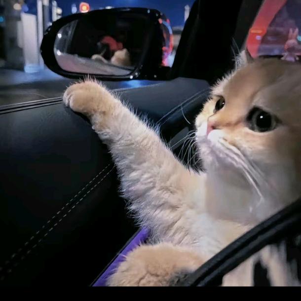 …………………