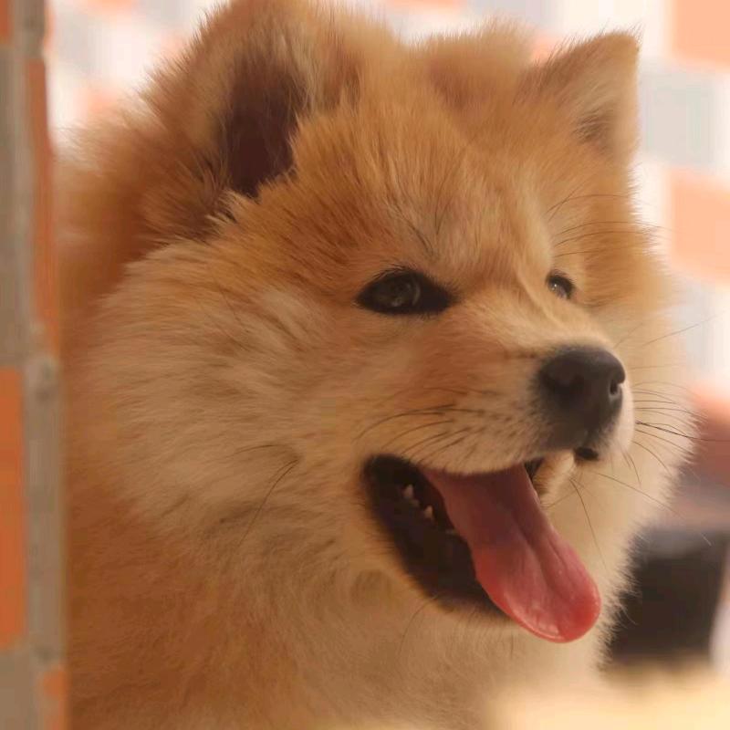 中华田园犬小胡犬舍