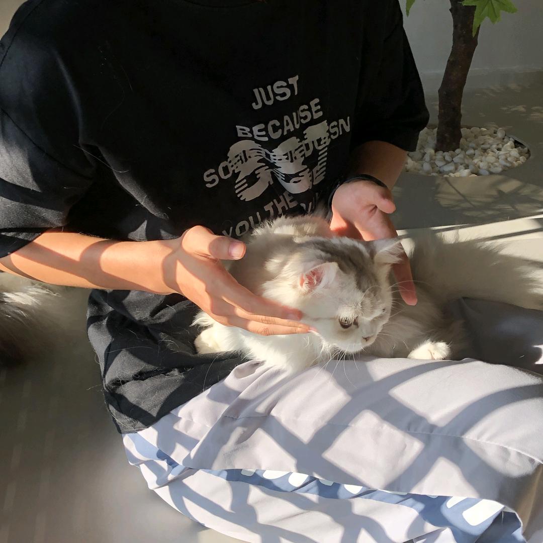 白色橄榄树