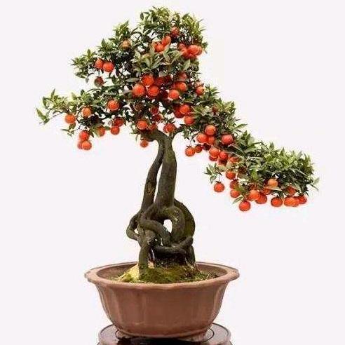 紫云金弹子盆景