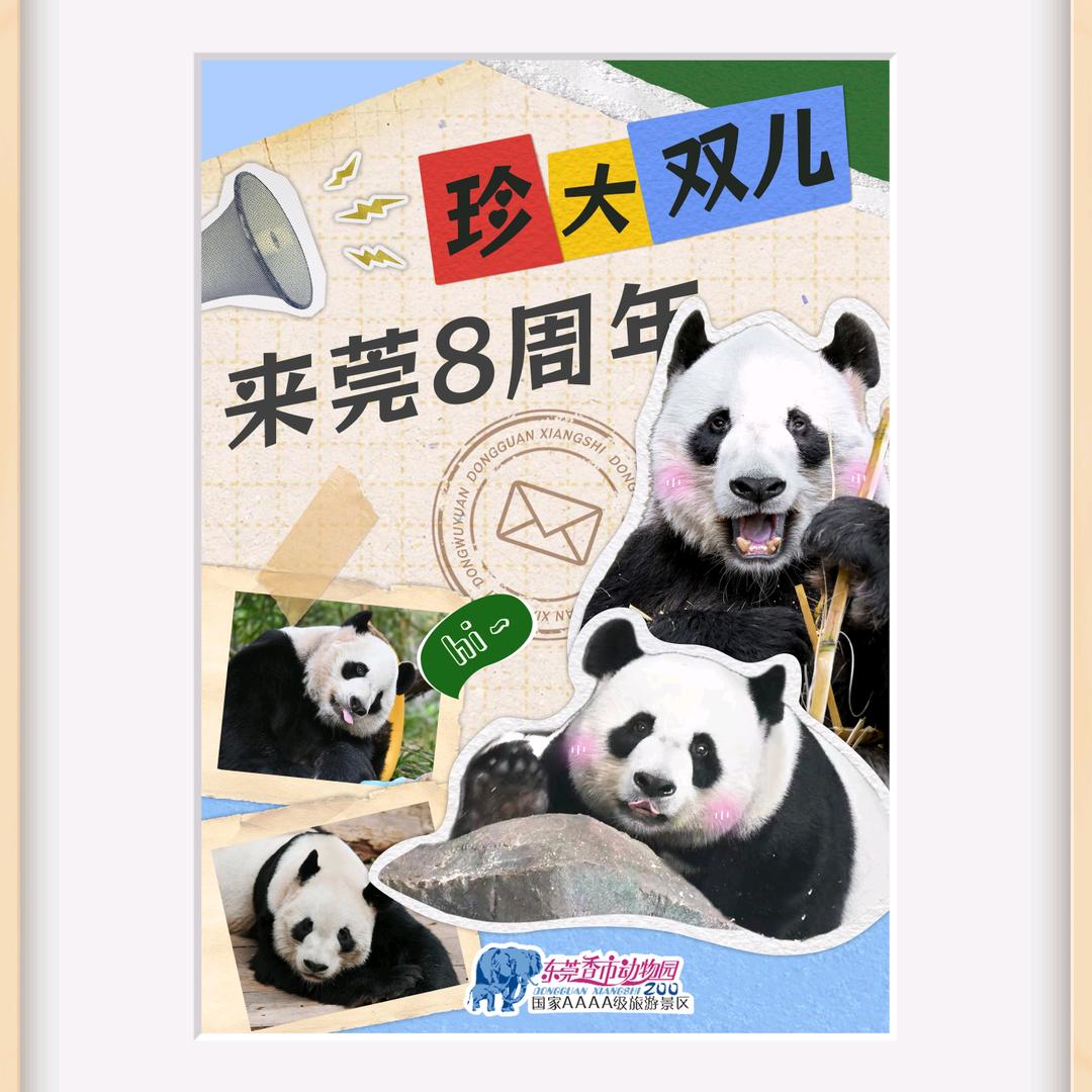 🐼珍大双儿熊猫日常生活中